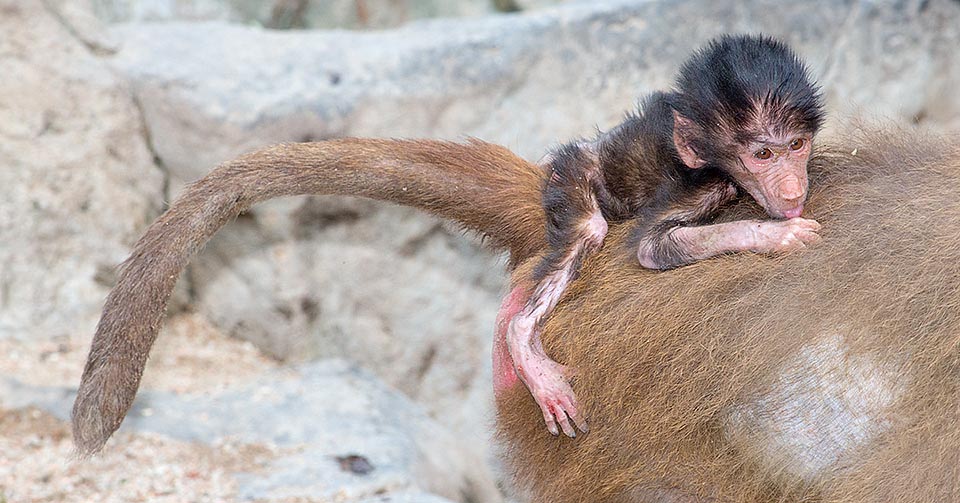 A leur naissance les petits pèsent entre 600 et 900 g. Durant les premiers mois ils sont totalement dépendants de leur mère jusqu’à ce qu’ils commencent à manger de la nourriture solide et qu’ils soient capables de marcher. Le sevrage survient entre 6 et 15 mois. La durée maximale de vie en captivité a été enregistrée à 37 ans © Giuseppe Mazza