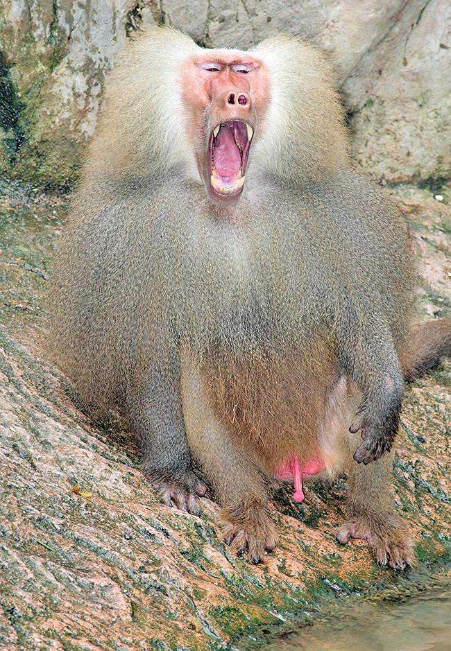 I denti vengono spesso mostrati per minaccia. Ogni mattina i maschi-alfa della banda prendono accordi circa la pozza d'acqua presso cui si riuniranno a mezzogiorno. L'unione permette infatti di competere con altre specie © Giuseppe Mazza