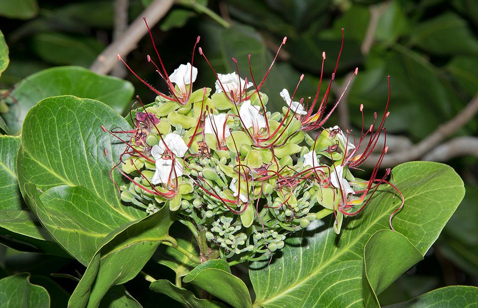 Intsia bijuga, Fabaceae