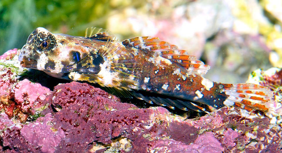 Se alimenta saltando sobre pequeños crustáceos, sin desdeñar huevos y larvas nadadoras que encuentra en el fondo. No es una especie en peligro © Giuseppe Mazza