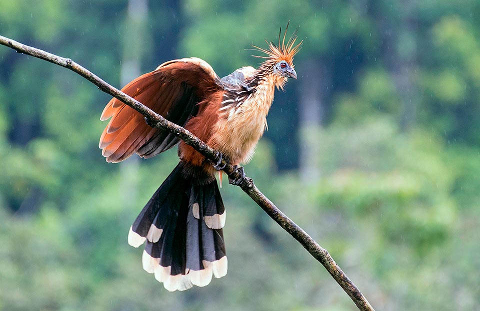 Come molti uccelli anche questo hoazin approfitta contento della pioggia. Data la grande diffusione non è attualmente una specie a rischio d’estinzione © Giorgio Venturini