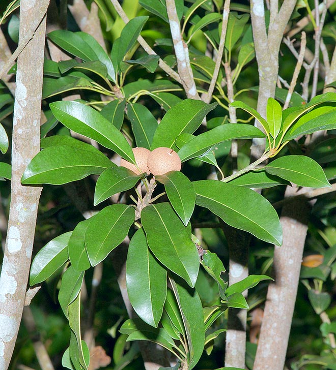 At home in Central America, Manilkara zapota is slow growing but may reach 20 m of height © Giuseppe Mazza