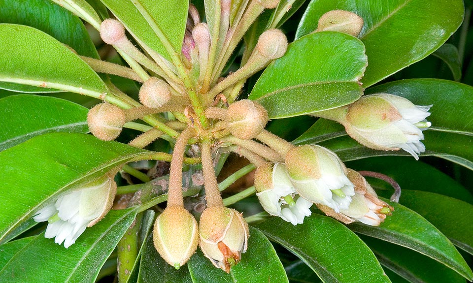 Solitary hermaphrodite flowers at the axil of the upper leaves with calyx formed by 3 outer sepals and 3 ovate-lanceolate tomentose inner ones. About 1 cm campa- <br />nulate corolla with 6 petals united at the base per about half of length with entire or 2-3 toothed margin at the apex and 6 petaloid staminodes alternated to petals © Giuseppe Mazza