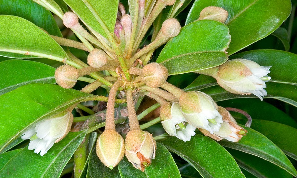 Les fleurs sont solitaires, hermaphrodites, situées à l’aisselle des feuilles supérieures sur un pédicelle long de 1 à 2 cm. Elles ont 6 étamines et 6 étaminoïdes et un calice constitué de 3 sépales externes et de 3 sépales internes ovés-lancéolés et tomenteux. La corolle, campanulée, a environ 1 cm avec 6 pétales soudés à la base sur la moitié environ de la longueur avec un bord entier ou comportant 2 à 3 dents à l'apex et des étaminoïdes pétaloïdes alternant avec les pétales © Giuseppe Mazza