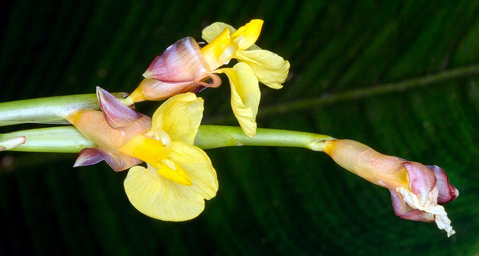 Fleurs hermaphrodites par paires à 3 sépales libres. Corolle tubulaire de 2 cm à 3 lobes. Étamine et staminodes disposés en deux verticilles, l'interne constitué de l'étamine fertile et d'un staminode jaune et l'externe de deux staminodes pétaloïdes jaunes. Les grandes feuilles sont utilisées pour envelopper les aliments et en médecine traditionnelle contre la dysenterie © Giuseppe Mazza