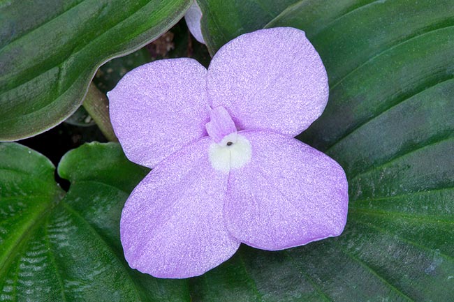 Peu connue, Kaempferia elegans est une espèce herbacée vivace à rhizomes et décidue du sud-est asiatique qui pourrait avoir un avenir horticole. Variété à feuilles couvre-sol très décorative et 4-5 fleurs en succession © Giuseppe Mazza