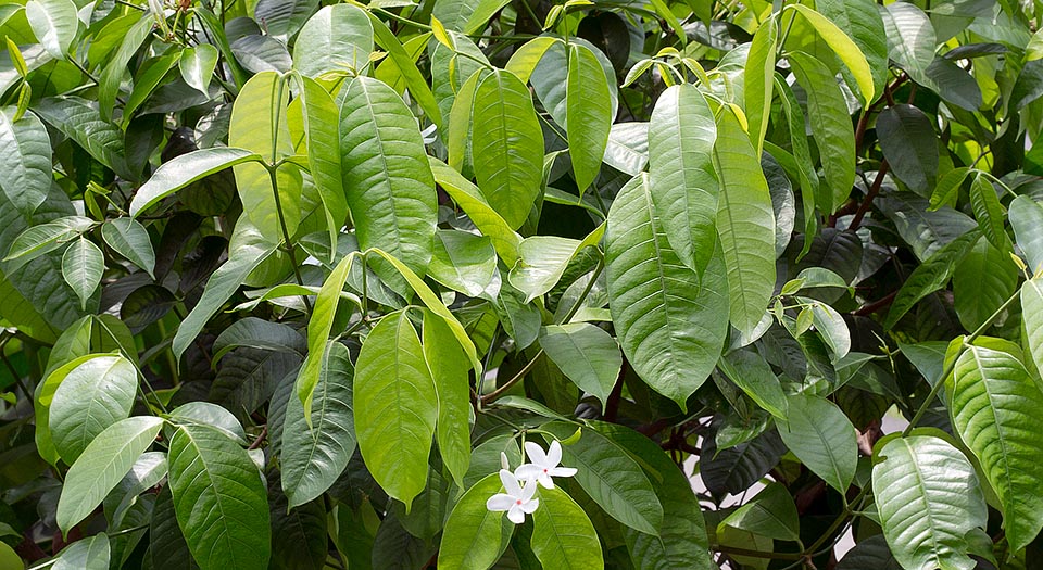 Arbusto o pequeño árbol siempreverde de 5-6 m, se brinda fácilmente para cerco en los jardines de los trópicos pero es poco conocido fuera de la zona de origen. Es usado en la medicina tradicional para varias patologías. Presencia en la corteza y en las hojas de diversos alcaloides indólicos con propiedades antioxidantes y antitumorales © Giuseppe Mazza