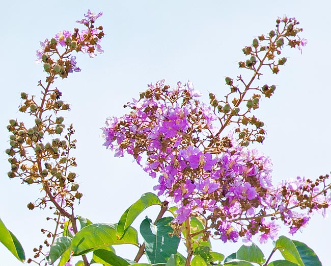 Inflorescencias terminales en panoja, largas 10-20 cm. La corteza, rica en tanino, alcaloides, flavonoides y otros compuestos bioactivos, es utilizada en la medicina tradicional para varias patologías © Giuseppe Mazza