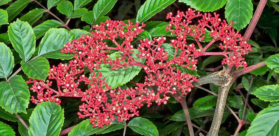 Las inflorescencias, sobre un pedúnculo largo 3-6 cm del lado opuesto de las hojas, son cimas compactas, largas 5-15 cm, llevando una multitud de flores rojas herma- froditas de cerca 5 mm de diámetro. Todas las partes de la planta son tóxicas; las hojas y las raíces son utilizadas en la medicina tradicional para varias patologías © Giuseppe Mazza