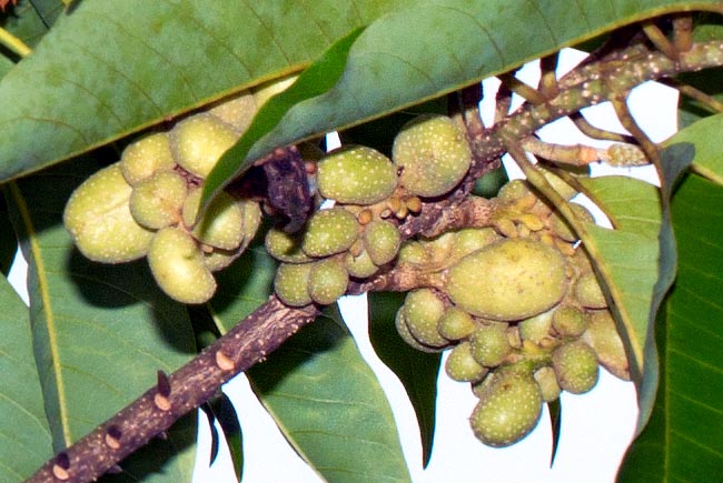 Conical, 5-15 cm long infructescence with fruits (follicles) 1-1,5 cm long, warty, containing 1-4 angular seeds, covered by fleshy pink aril, having a low germinability duration. The varieties are propagated by grafting © Giuseppe Mazza