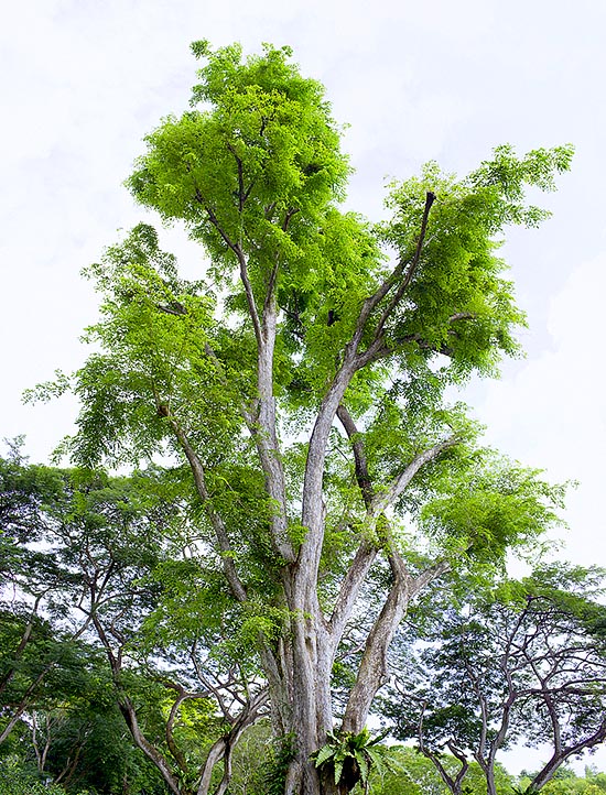 Nativo del Sud-est asiatico, il Pterocarpus indicus raggiunge i 30 d’altezza. L’ottimo legno rosso bruno, facile da lavorare e resistente alle termiti, lo ha reso a rischio in natura. Per fortuna cresce in fretta, ma i colossi del passato, con grandi radici tabulari, sono ormai rari © G. Mazza