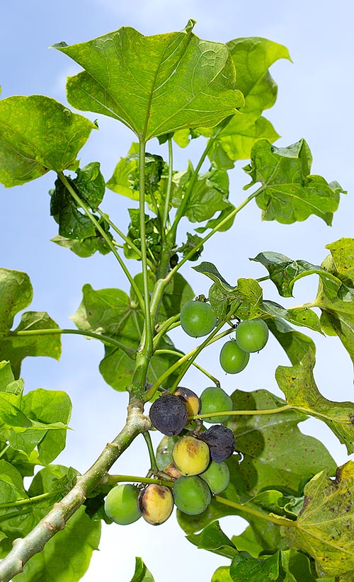 Jatropha curcas, Euphorbiaceae, Barbados-nut, bubblebush, castor oil, curcas bean, physicnut, poison nut, purgenut, purgingnut