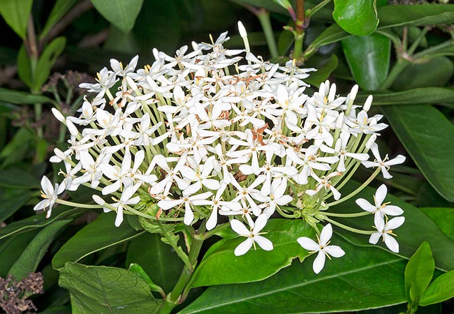 Ixora finlaysoniana is a shrub or an up to 5 m tall small tree of south-eastern Asia. The up to about 8 cm large terminal inflorescences are perfumed and follow one another almost without pause © Giuseppe Mazza