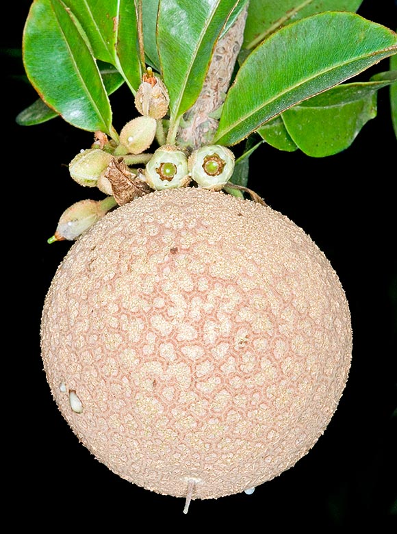 The fruits, edible only ripe, are globose to ellipsoid berries, up to 10 cm long and 5-8 cm of diameter. Sugary pulp rich of vitamins, minerals and fibres of excellent taste, used also for preserves, syrups, ice-creams and an alcoholic drink. From the dry latex they got the chewing gum. Medicinal virtues © Giuseppe Mazza