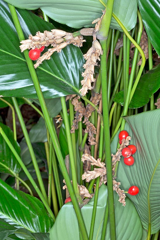 At home in Central-Western Africa, Sarcophrynium brachystachyum is a rhizomatous perennial herbaceous species that can be, along water streams, 2 m tall. Inflorescences in compact racemes and 1-1,5 cm red fruits with 3 seeds immersed in sweet gelatinous pulp © G. Mazza