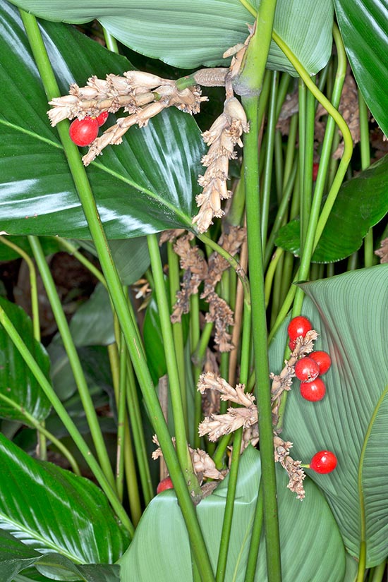 Di casa nell’Africa Centro-Occidentale, il Sarcophrynium brachystachyum è una specie erbacea perenne rizomatosa che può raggiungere, lungo i corsi d’acqua, i 2 m d’altezza. Infiorescenze in racemi compatti e frutti rossi di 1-1,5 cm con 3 semi immersi in una polpa gelatinosa dolce © Giuseppe Mazza