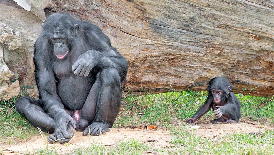 Rencontre générationnelle entre mâles : un alpha majestueux et le petit, à peine plus grand que sa main © Giuseppe Mazza