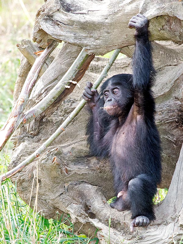 Yes, it's just a willy, but one day I will also be an alpha... I have already learnt to keep the sprig in mouth! © Giuseppe Mazza