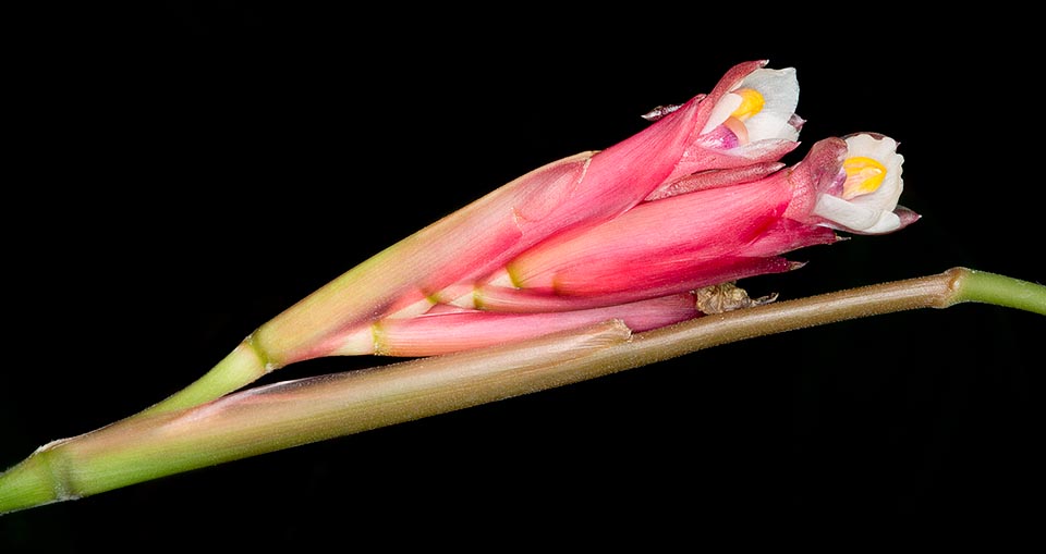 Inflorescencia terminal compacta de cerca 10 cm con brácteas rosa o rojas. Flores hermafroditas en pares, largas cerca 2 cm, blancas o rosa pálido © Giuseppe Mazza