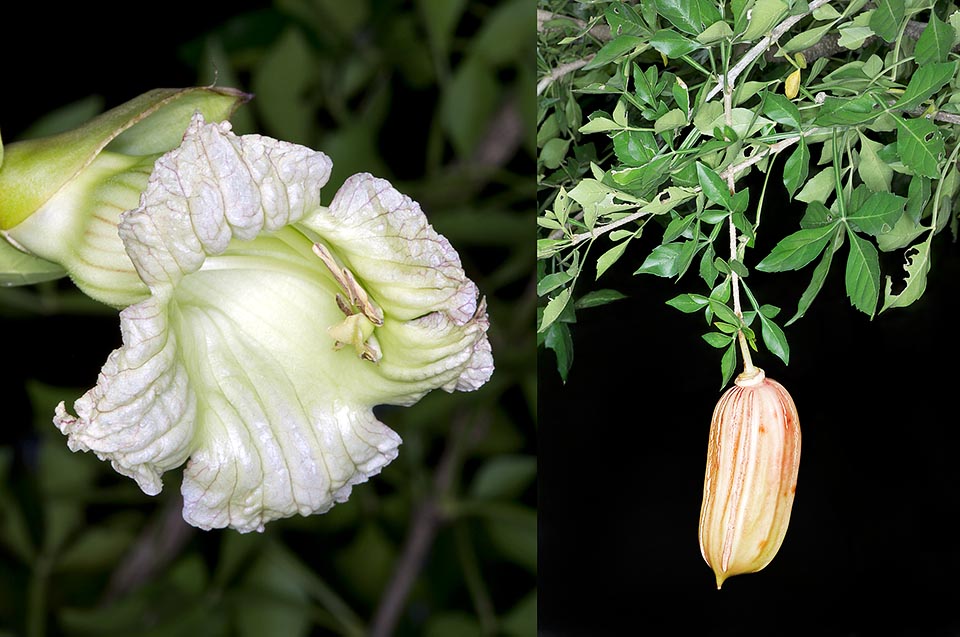 Les fleurs sont solitaires et poussent directement sur le tronc ou les branches principales (cauliflorie). Les fruits, de 8 à 18 cm de long et de 3 à 5 cm de diamètre, sont comestibles et souvent utilisés pour l'alimentation animale. Toutes les parties de la plante sont employées dans la médecine traditionnelle pour diverses pathologies © Giuseppe Mazza