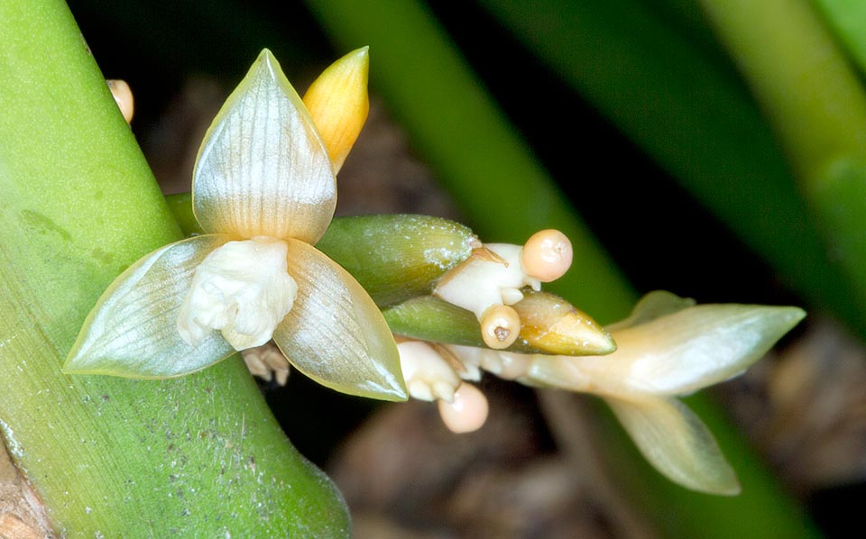 The tiny ephemeral flowers open for few hours in the morning. Seeds and rhizomes are locally used by popular medicine for lung ailments © Giuseppe Mazza