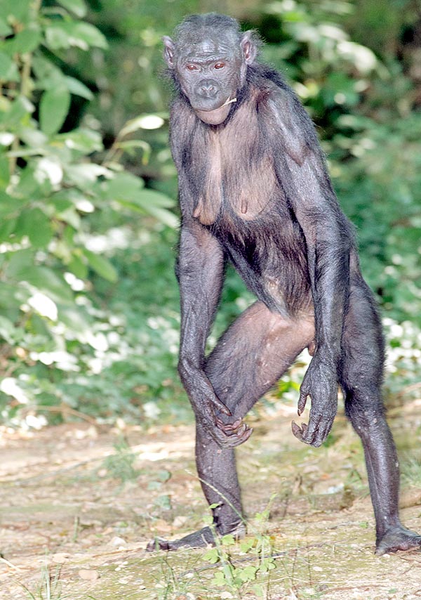 Il bonobo è già una specie idonea ad una locomozione bipede. La femmina, 10 cm più bassa del maschio, pesa 20 kg di meno. Il petto, caso unico per le scimmie, è prominente come gli umani © Giuseppe Mazza