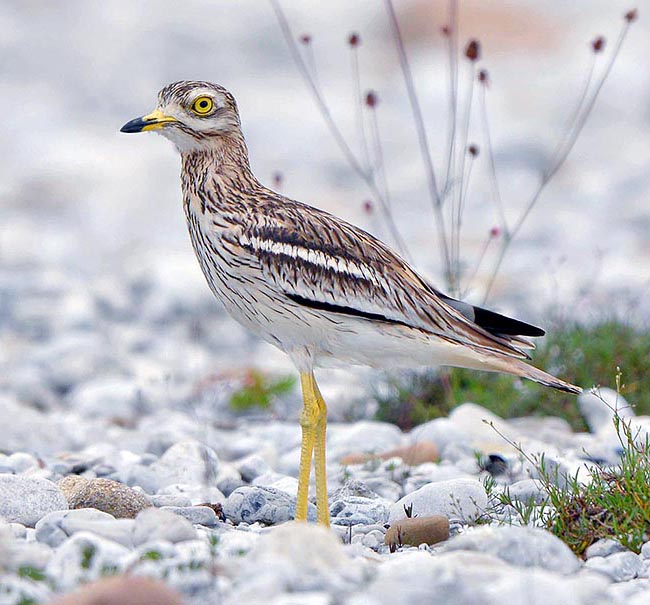 Burhinus oedicnemus, Burhinidae, Eurasian stone curlew