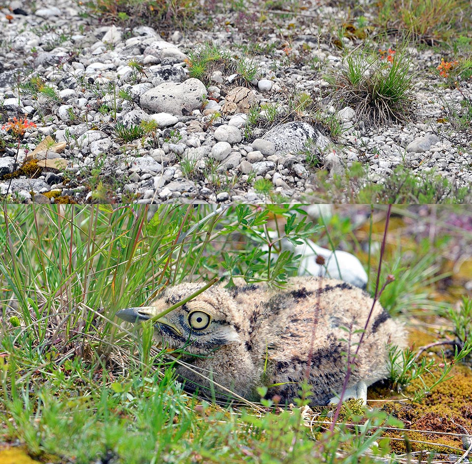 Burhinus oedicnemus, Burhinidae, occhione comune