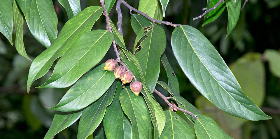 Les fruits, comme le nom scientifique l'indique, rappellent les glands. La croissance lente et le bois précieux ont conduit cette plante dans la "liste rouge" des espèces vulnérables © Giuseppe Mazza