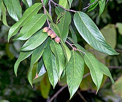 Chengal Neobalanocarpus heimii - Monaco Nature Encyclopedia