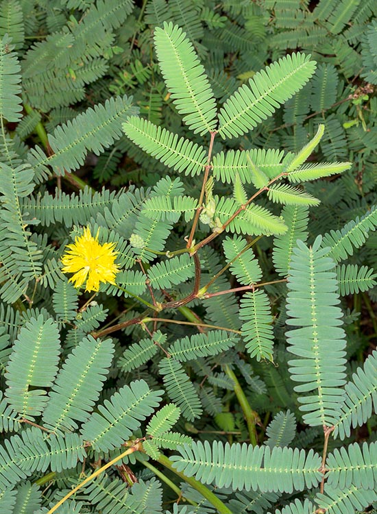 La Neptunia oleracea est une espèce pérenne aquatique tropicale flottante ou enracinée dans les sédiments. Les feuilles, sensitives comme celles de la Mimosa pudica, se rétractent au toucher. Elle peut devenir envahissante au point que certains pays en interdisent l’importation © G. Mazza