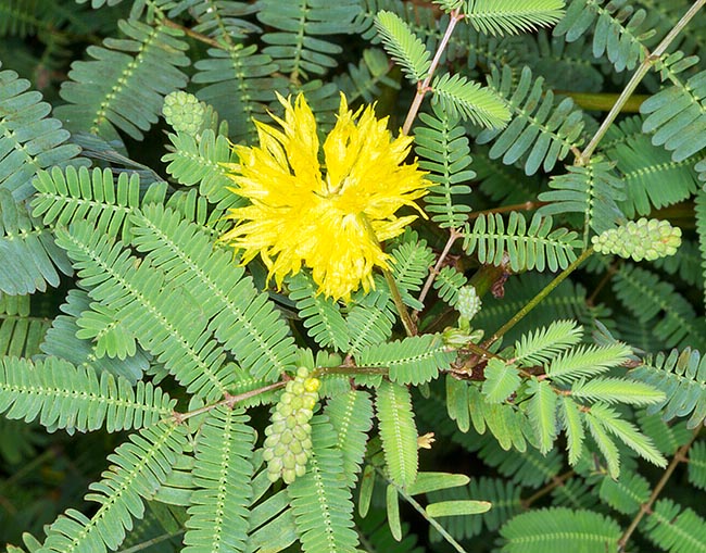 Inflorescencias con minúsculas flores verduzcas. Las de la base son estériles con vistosos estambres amarillos petaloides. Los frutos son pequeña legumbres, consumibles crudos o cocidos como los ápices vegetativos. Por las proteínas, los minerales, las vitaminas y les virtudes medicinales se cultiva, en particular en el sudeste asiático © Giuseppe Mazza