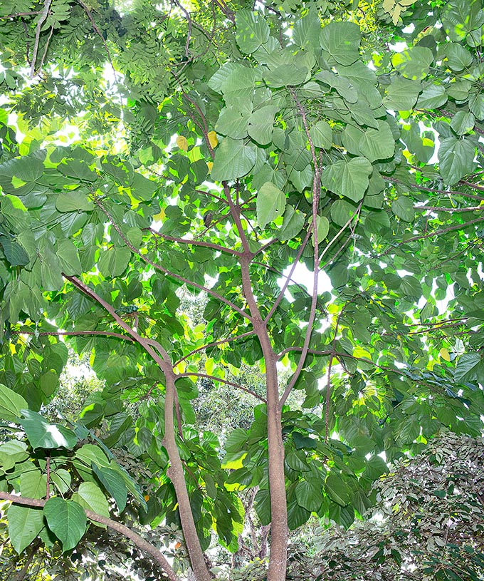El Pangium edule es un árbol alto hasta 40 m originario de Filipinas, Micronesia, Papúa Nueva Guinea y Vanuatu. Especie muy venenosa, especialmente las semillas, comestibles luego de un largo tratamiento © Giuseppe Mazza