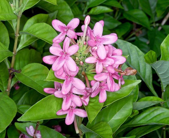 Plante herbacée sempervirente, dressée, ramifiée, haute de 0,5 à 1,2 cm. Originaire d’Afrique (centrale-orientale) et de Madagascar, Ruspolia seticalyx est peu cultivée et mériterait d’être plus connue dans les régions tempérées chaudes © Giuseppe Mazza