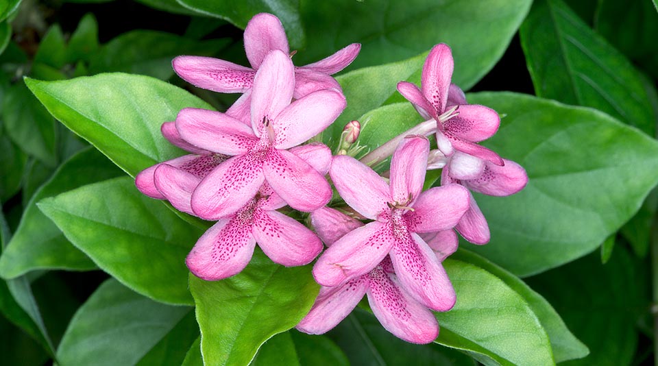 Inflorescencias terminales, largas 5-30 cm, con numerosas flores que se abren en sucesión desde abajo hacia arriba. La decocción de raíces es utilizada contra la malaria © Giuseppe Mazza