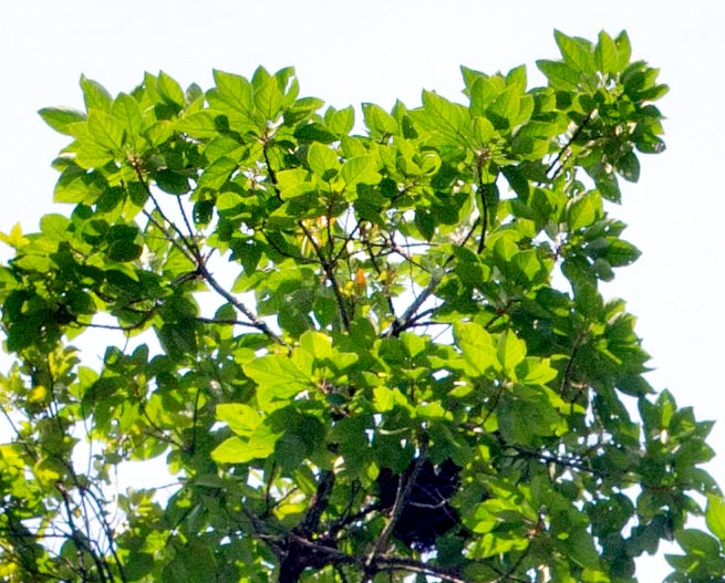 Hojas dispuestas en espiral. La floración es esporádica y el fruto contiene una sola semilla larga cerca 3 cm. De las semillas se obtienen un mucílago gelatinoso comestible, usado también, como las hojas, para varias patologías © Giuseppe Mazza