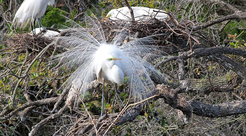 Le plumage nuptial de la grande aigrette est extraordinairement élégant. Pendant la période de reproduction, elle s’orne de plumes effilées sur le dos qui se prolongent délicatement sur sa queue jusqu’à y former un doux éventail. Ce sont les fameuses “aigrettes” qui étaient si coûteuses et recherchées au début du XXe siècle © Mazza