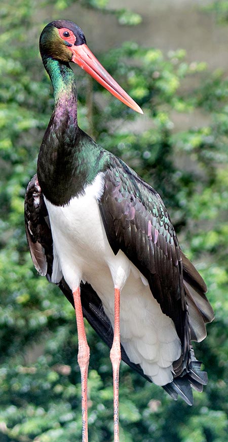 Ciconia nigra, Ciconiidae, Cigogne noire 