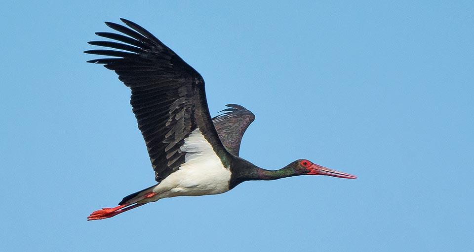 Ciconia nigra, Ciconiidae, Cigogne noire 