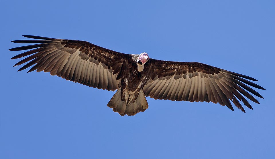 With 160 cm wingspan and only 2,5 kg of weight goes the rounds every dawn, before the big vultures who wait for the strong thermals © Gianfranco Colombo