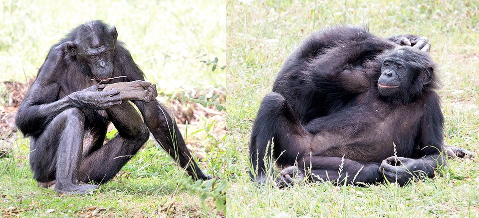 I bonobo non trascurano la cura del corpo. Fanno largo uso del grooming, strigliando il pelo in segno d'amicizia anche ai componenti d'altri gruppi © Giuseppe Mazza