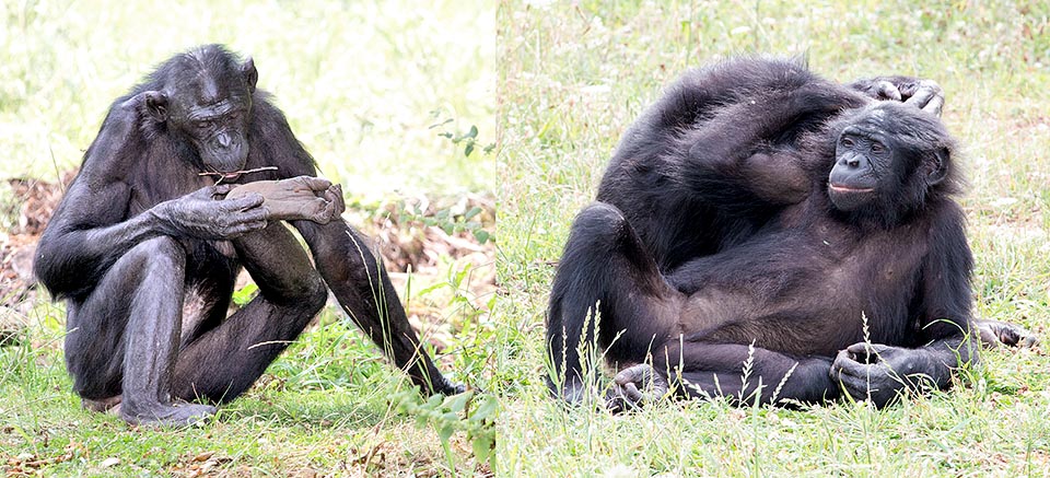 onobos don't neglect the body care. They make full use of grooming, currying the hair as friendship sign also to other groups members © Giuseppe Mazza