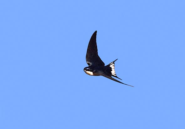 Hirundo megaensis, Hirundinidae, White-tailed swallow