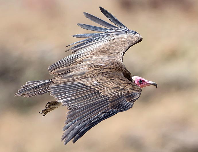 Solely African, Necrosyrtes monachus is one of the most common and most in touch with man vultures © G. Colombo