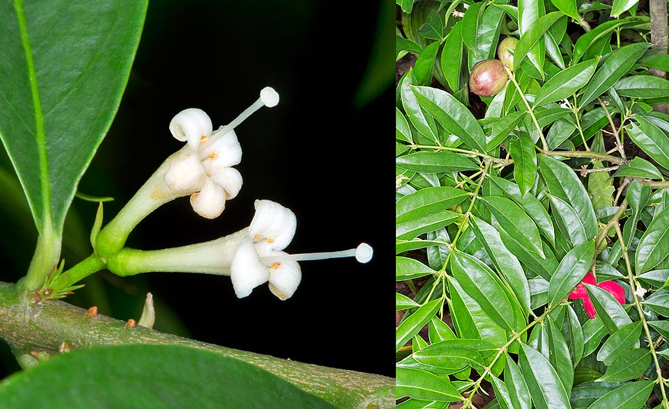 Phaleria macrocarpa, Thymelaeaceae