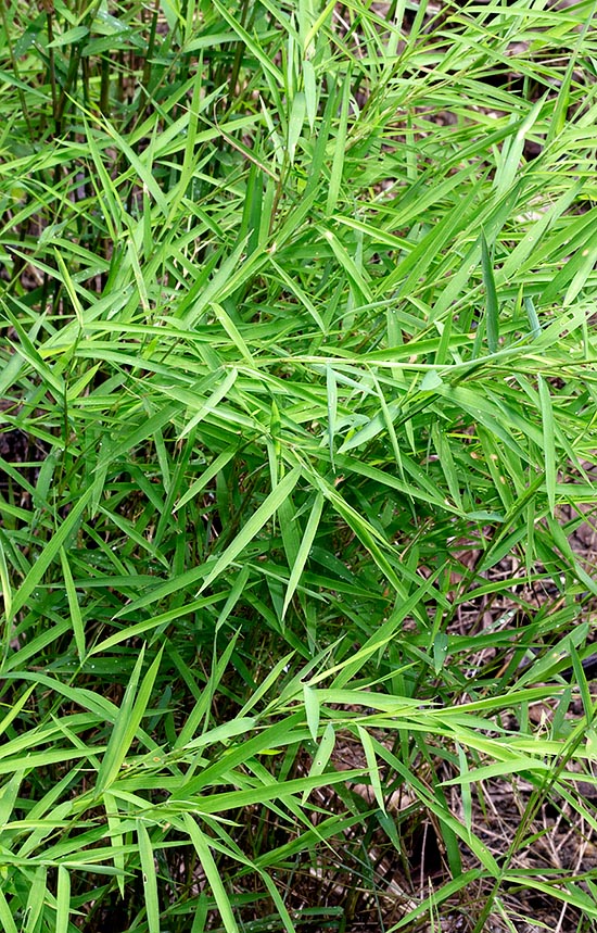 Pogonatherum crinitum, Poaceae, bamboo grass