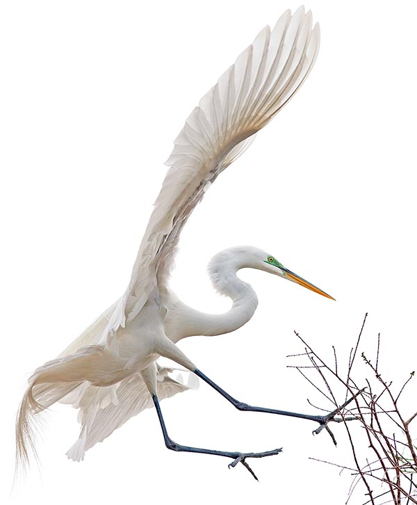 The Great white heron (Ardea alba) is a bird of rare elegance, present in almost all world © G. Mazza