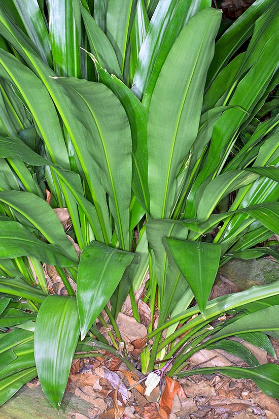 La Orchidantha fimbriata es una especie herbácea rizomatosa originaria de Malasia peninsular donde crece en el sotobosque de las forestas húmedas en bajas y medias altitudes © G. Mazza