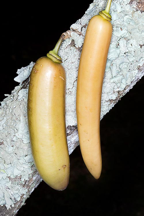 Parmentiera cereifera est un petit arbre du Panama aux fruits de 30 à 60 cm poussant sur le tronc. L'espèce, aux vertus médicinales probables, est aujourd'hui très menacée © Giuseppe Mazza