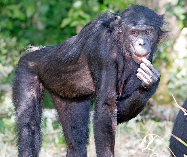 Il est rare que la femelle de passage reste indifférente © Giuseppe Mazza